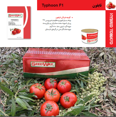 بذر گوجه فرنگی تایفون