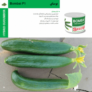 بذر خیار بومبای